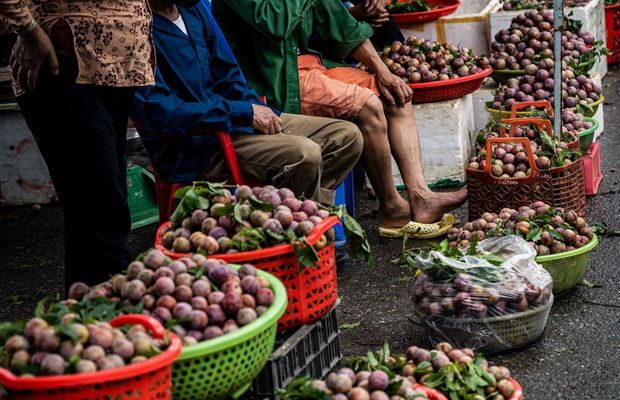 Selling plum at the Bac Ha Fair